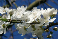 callicom cerisier en fleurs